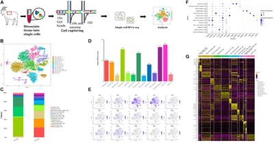 Frontiers Single Cell Sequencing Reveals Differential Cell Types In